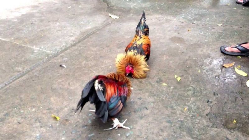 Kèo đá gà trực tiếp hôm nay đang trở thành xu hướng cá cược phổ biến