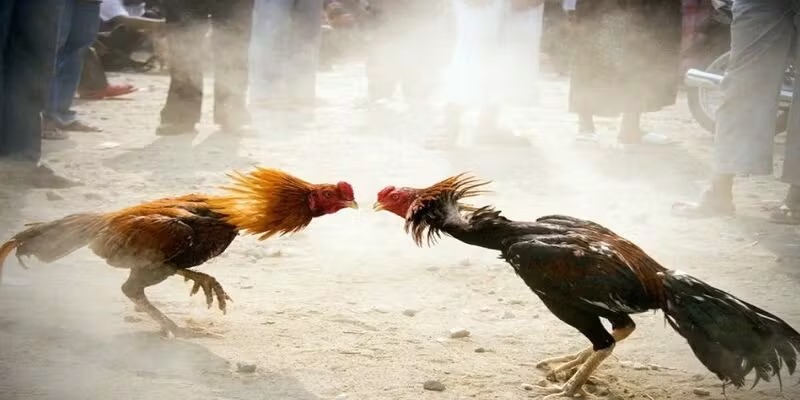 Do có sự chênh lệch về các chú gà nên mới xuất hiện luật chấp trong đá gà