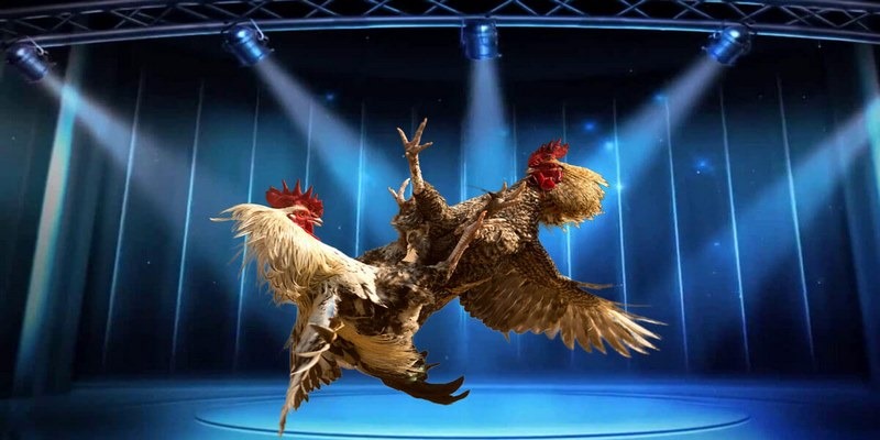 Tỷ lệ kèo là thuật ngữ được anh em thường xuyên áp dụng khi đặt cược đá gà