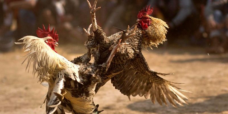 Các Loại Cựa Sắt Phổ Biến Trong Đá Gà