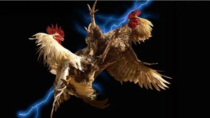 Hướng dẫn tham gia Đá Gà Online VN138