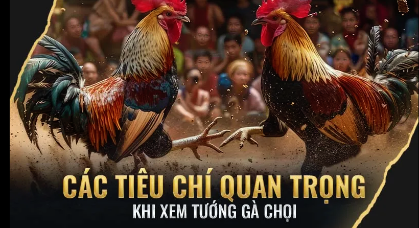Các Tiêu Chí Quan Trọng Khi Xem Tướng Gà Chọi VN138