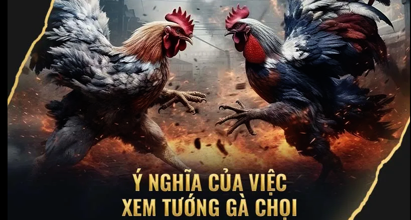 Xem Tướng Gà Chọi VN138 – Bí Kíp Chọn Chiến Kê Đỉnh Cao