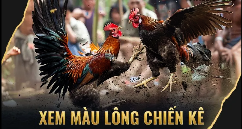 Xem Tướng Gà Chọi VN138