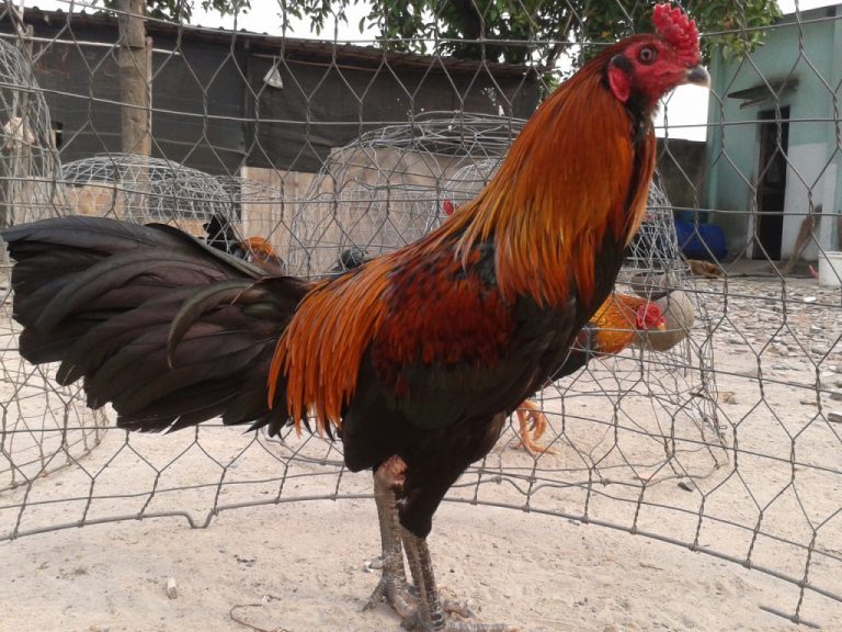 Hướng Dẫn Cách Chăm Sóc Gà Đá Bằng Tỏi Đúng