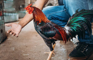 Phòng và trị bệnh cho gà đá - Cách Chăm Sóc Gà Đá Bằng Tỏi