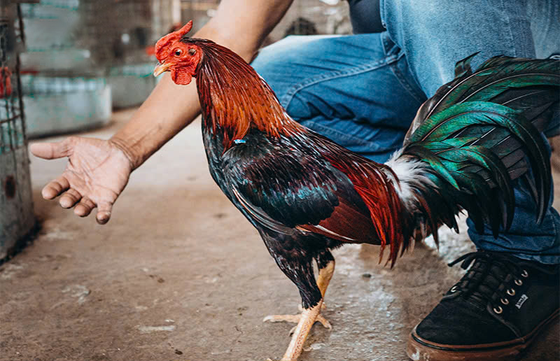 Phòng và trị bệnh cho gà đá - Cách Chăm Sóc Gà Đá Bằng Tỏi