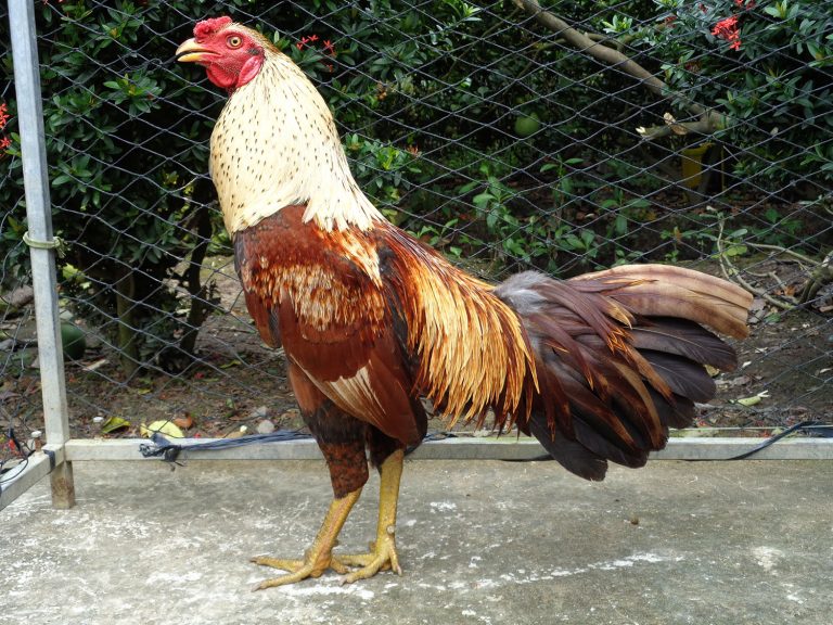 VN138 - Hướng Dẫn Cách Chăm Sóc Gà Đá Bằng Tỏi Đúng