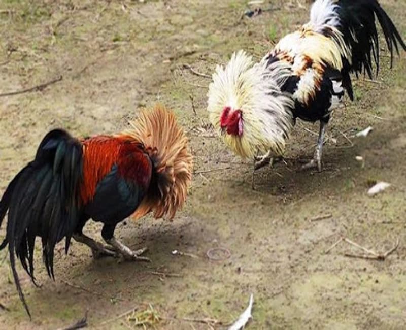 Cách Nuôi Gà Đá Chiến Chuẩn VN138 Với Chế Độ Ăn Uống Hợp Lý