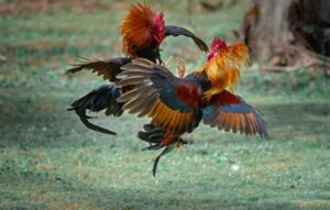 Vì Sao Đá Gà Cựa Sắt Thomo Lại Được Yêu Thích?