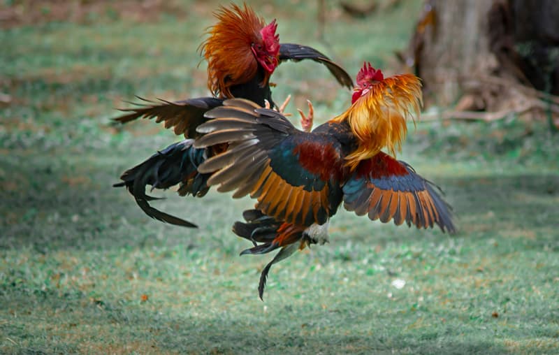 Vì Sao Đá Gà Cựa Sắt Thomo Lại Được Yêu Thích?