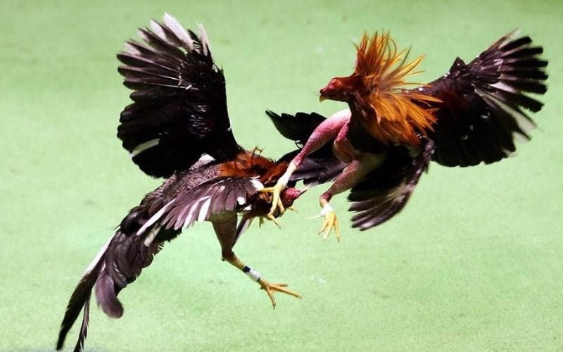 Những Ưu Điểm Vượt Trội Của Đá Gà Cựa Sắt Thomo C1