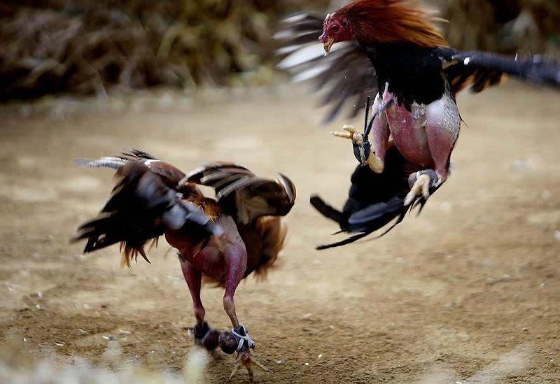 Những Yếu Tố Quan Trọng Khi Chọn Giống Gà Đá Cựa Sắt