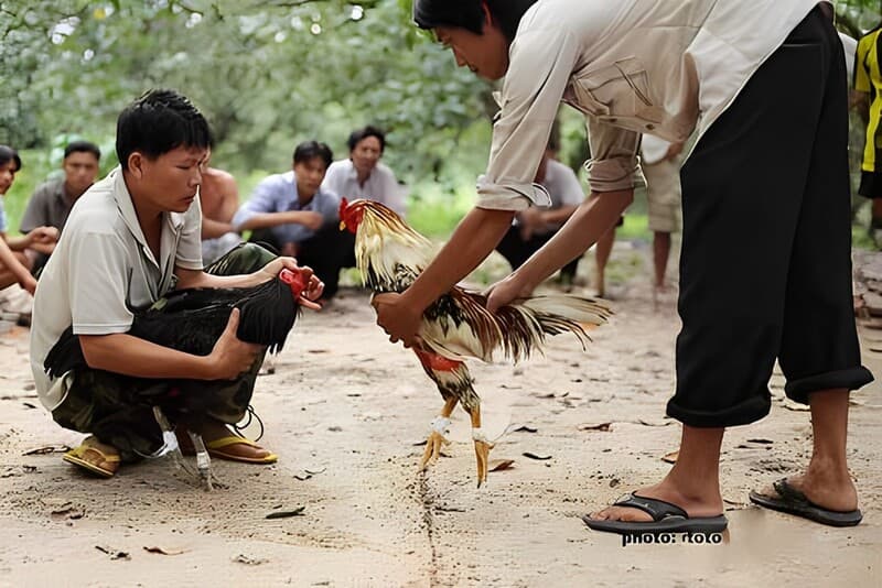 Tổng Hợp Thuật Ngữ Trong Đá Gà VN138 Mà Người Chơi Nên Biết