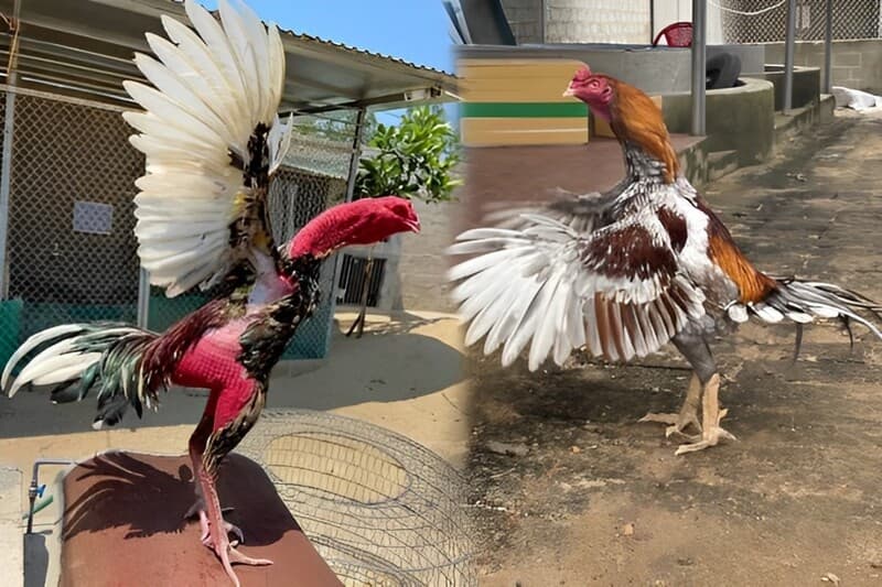 Thuật Ngữ Huấn Luyện Trong Đá Gà – Bí Quyết Tạo Nên Chiến Kê Dũng Mãnh