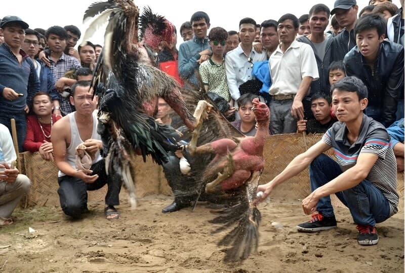 Tổng Hợp Thuật Ngữ Trong Đá Gà VN138