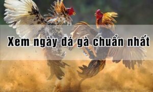 Xem Ngày Đá Gà - Tăng Cơ Hội Chiến Thắng Cho Mọi Trận Đấu