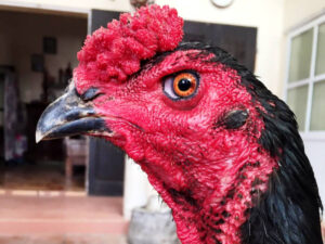 VN138 Hướng Dẫn Cách Xem Tướng Gà Chọi